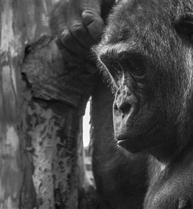 Deep Thought