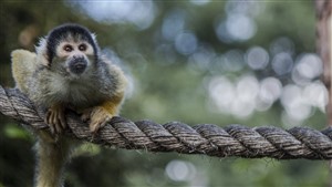 Monkey Business