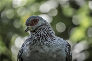 Fancy Pidgeon