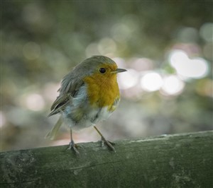 Robin