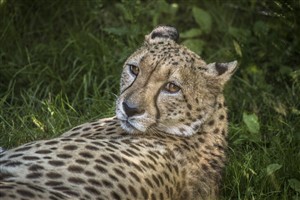 Cheetah
