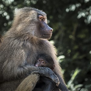 Motherly Love