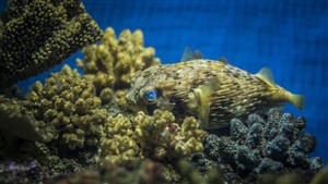 Cool Fish