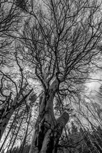 Nature's Hand