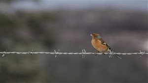 Barbed Bird