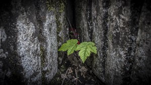 Twin Leaf