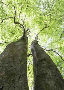 Tree Twins